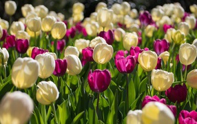 Белые и сиреневые тюльпаны в лучах солнца 