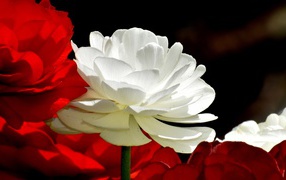 Белые и красные цветы лютика