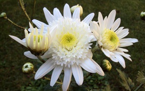 Белые осенние цветы хризантемы с бутонами крупным планом