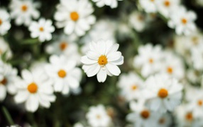 Белый цветок космеи крупным планом