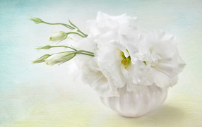 White eustoma flower with buds