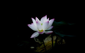 Белый цветок с сиреневыми лепестками на черном фоне