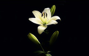White lily with buds on a black background