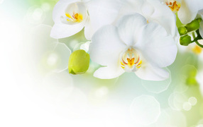 Белые орхидеи с бутонами на фоне с бликами
