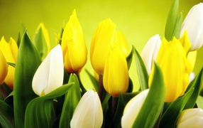 Желтые и белые тюльпаны крупным планом