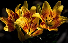 Yellow beautiful tiger lilies on a flower bed closeup