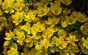 Yellow flowers of hellebore closeup
