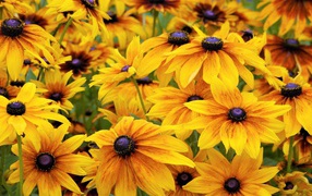 Yellow flowers of rudbeckia close-up