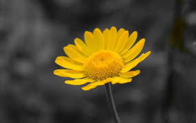 Yellow small flower on a gray background