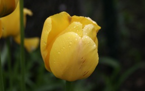 Желтый цветок тюльпана в каплях росы крупным планом