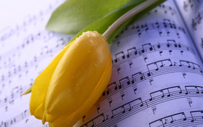 Желтый тюльпан лежит на нотах