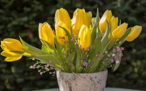 Желтые тюльпаны с цветами гипсофилы в вазе