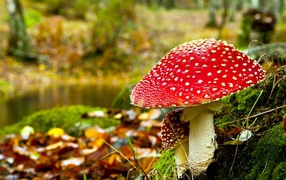 Red amanita in the forest