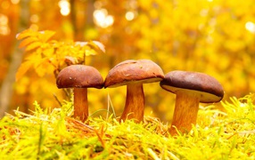 Three mushrooms in the autumn forest