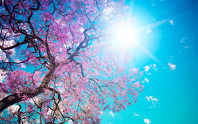 Яркое солнце освещает цветущее дерево весной