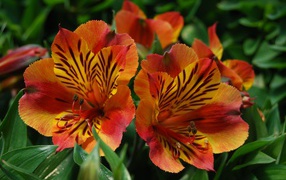Beautiful flowers alstroemeria tiger color