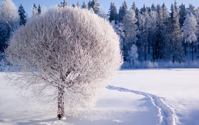 Красивое покрытое инеем дерево в заснеженном лесу зимой