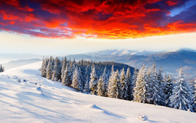Красивый пейзаж зимнего леса под красным морозным небом