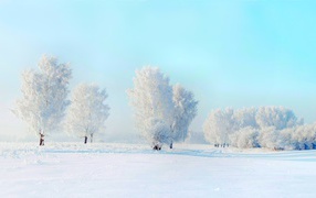Красивые белые покрытые инеем деревья зимой