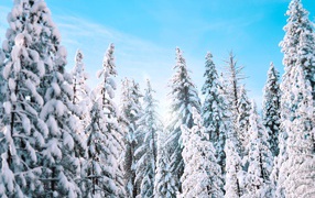 Заснеженные ели под голубым небом зимой 