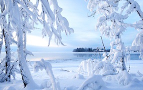 Заснеженные ветки деревьев у зимнего озера