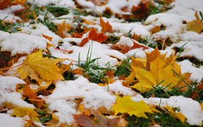 Желтые листья покрыты первым зимним снегом