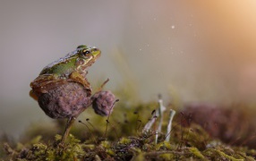 Green frog sitting on the mushroom