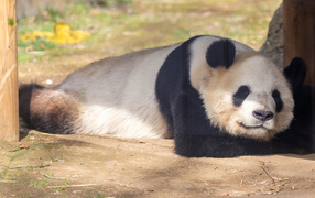 Big panda sleeps in a zoo
