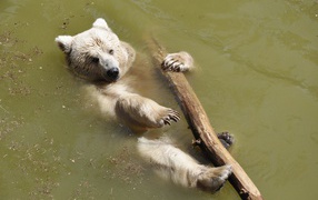 Brown bear floats on a river with a log