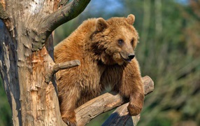 Brown bear sitting on a dry tree