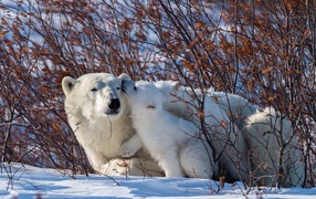 Great White Bear with a Bear in the Thickets