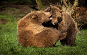 Two big brown bears on green grass
