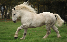 Белая лошадь идет по зеленой траве