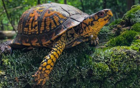 Big turtle on a moss-covered stone