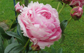 Beautiful pink peony with buds on a flower bed