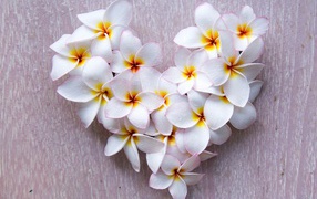 Heart of white plumeria flowers on gray background