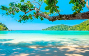 A branch of a tree on a tropical beach by the blue ocean
