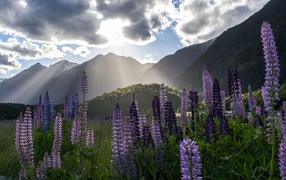 Beautiful lupins at the foot of the mountains in the sun