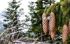 Big cones on the green branch of spruce close up