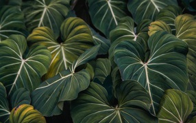 Big green leaves of a plant close up