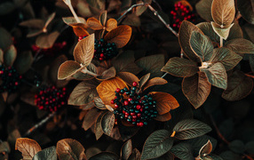 Black berries in the leaves close up