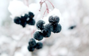 Black berries on a branch in the snow close up