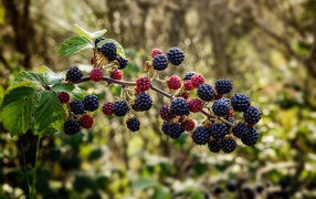 Blackberry berries on a branch