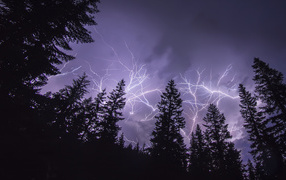 Bright lightning over a pine forest