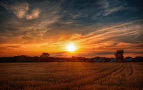 Dawn over the field with yellow wheat
