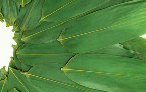 Зеленые кукурузные листья на белом фоне
