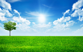 Green grass under the bright sun in the blue sky with white clouds