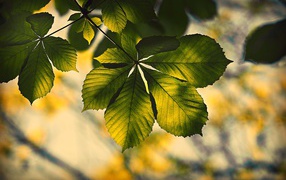Зеленый лист каштана в лучах солнца
