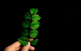 Green leaf in hand on black background
