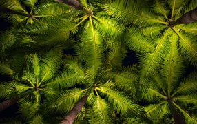 Green palm leaves bottom view